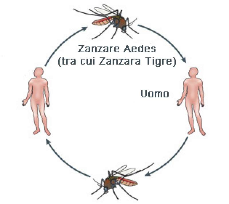 dengue 1