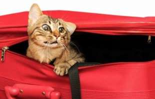 gatto in valigia 7