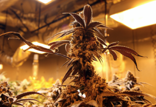coltivazione marijuana 5
