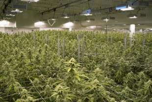 coltivazione marijuana 6