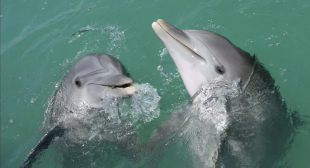 delfini si salutano