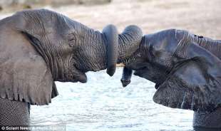 elefanti si salutano