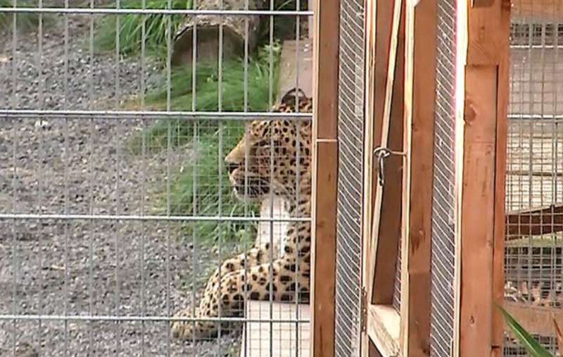 il leopardo che ha azzannato jessica leidolph 2
