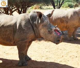 johan marais cura i rinoceronti 1