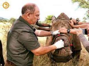 johan marais cura i rinoceronti 4