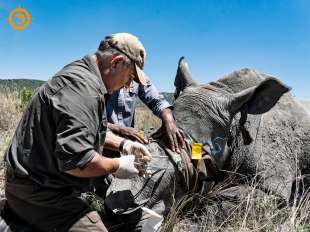 johan marais cura i rinoceronti 6