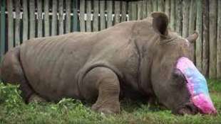 rinoceronte senza corno 1
