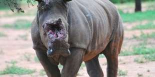 rinoceronte senza corno 3