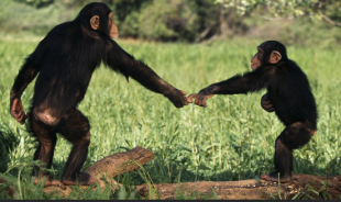 scimpanze si salutano