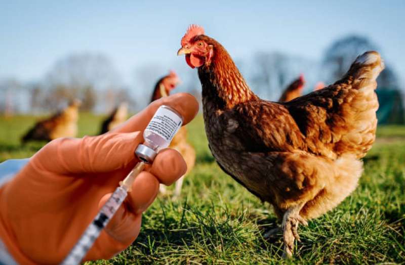 vaccino gallina