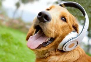 cane e musica 1