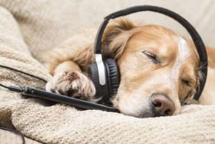 cane e musica 3