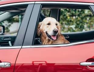 cane in macchina 4