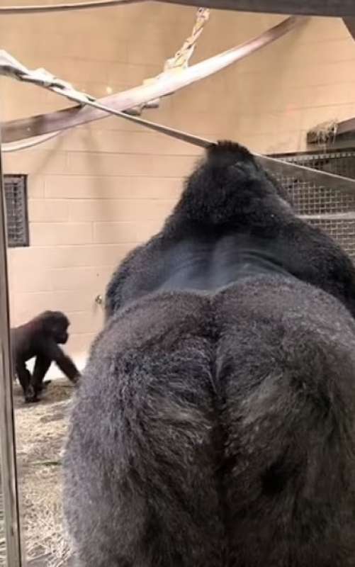 lo show del gorilla allo zoo 1