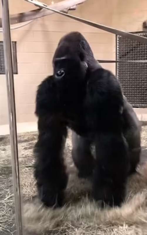 lo show del gorilla allo zoo