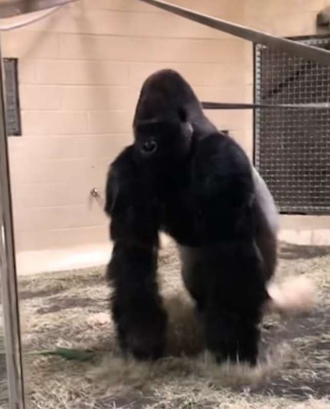 lo show del gorilla allo zoo 2