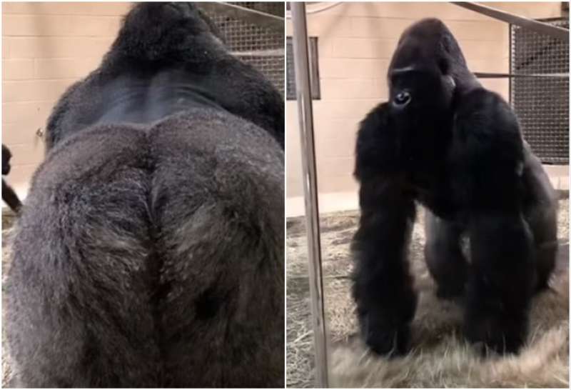 lo show del gorilla allo zoo 3