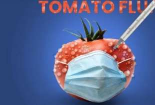 tomato flu influenza pomodori 3