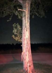 albero tranciato dal fulmine che ha colpito paolo serravallo