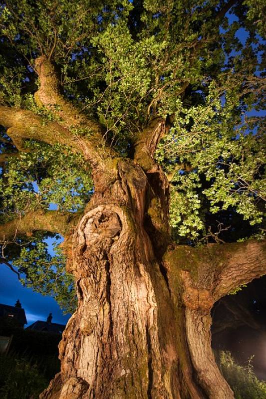 la quercia di birnam perthshire