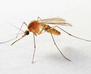 zanzara anofele portatrice di malaria