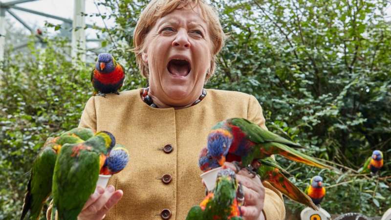 Angela Merkel pappagalli 3