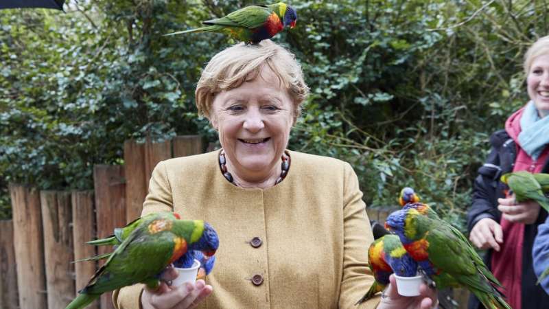 Angela Merkel pappagalli 4
