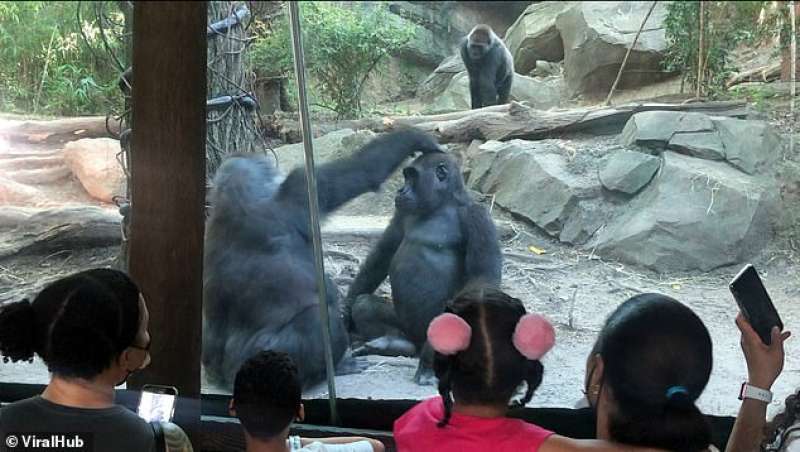 Gorilla fanno sesso allo zoo