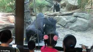 Gorilla fanno sesso allo zoo 2