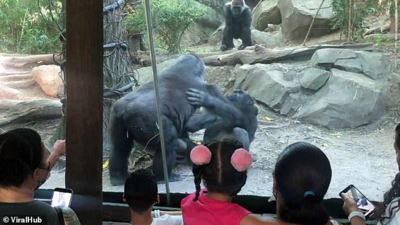 Gorilla fanno sesso allo zoo 3
