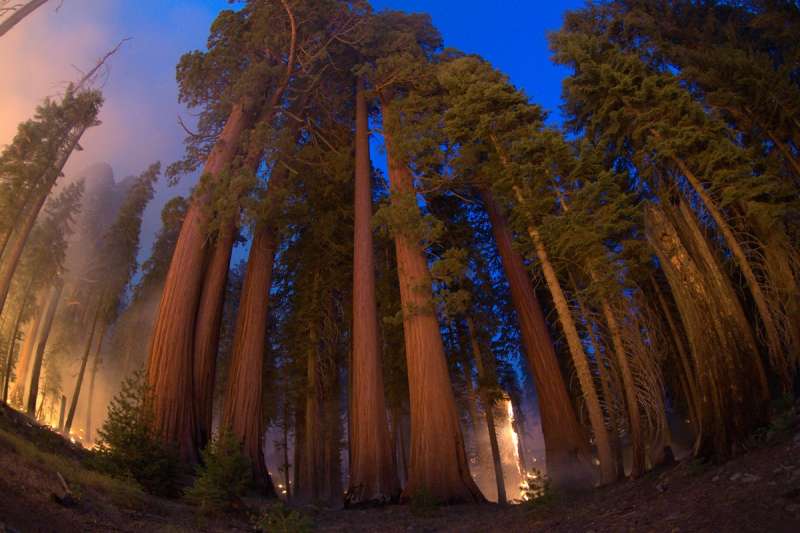 incendi sequoia national park 1