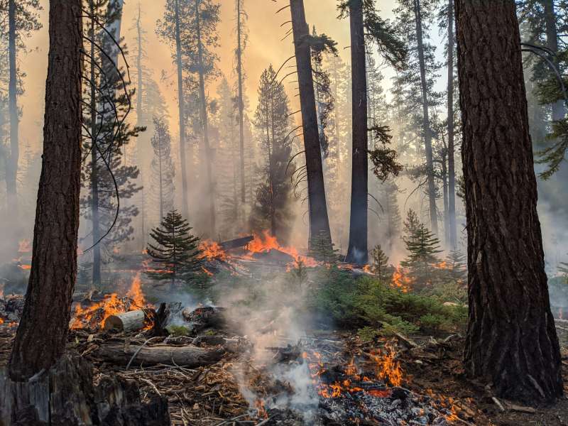 incendi sequoia national park 3