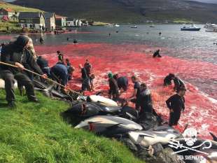 Mattanza delfini isole Faroe