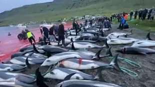 Mattanza delfini isole Faroe 3