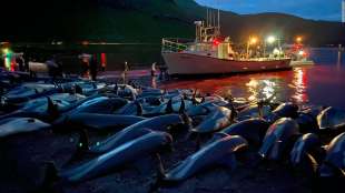 Mattanza delfini isole Faroe 6