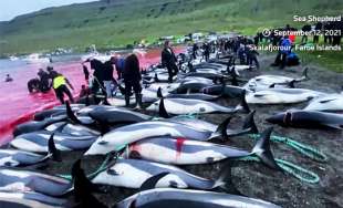 Mattanza delfini isole Faroe 7