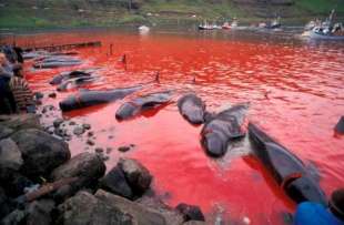 Mattanza delfini isole Faroe 8