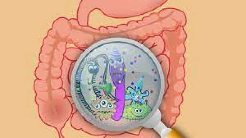 microbiota intestinale 5