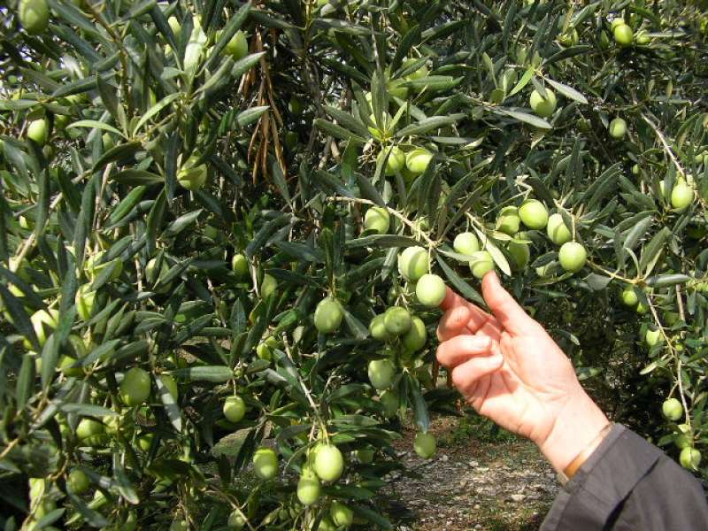 olive ascolane del piceno 3
