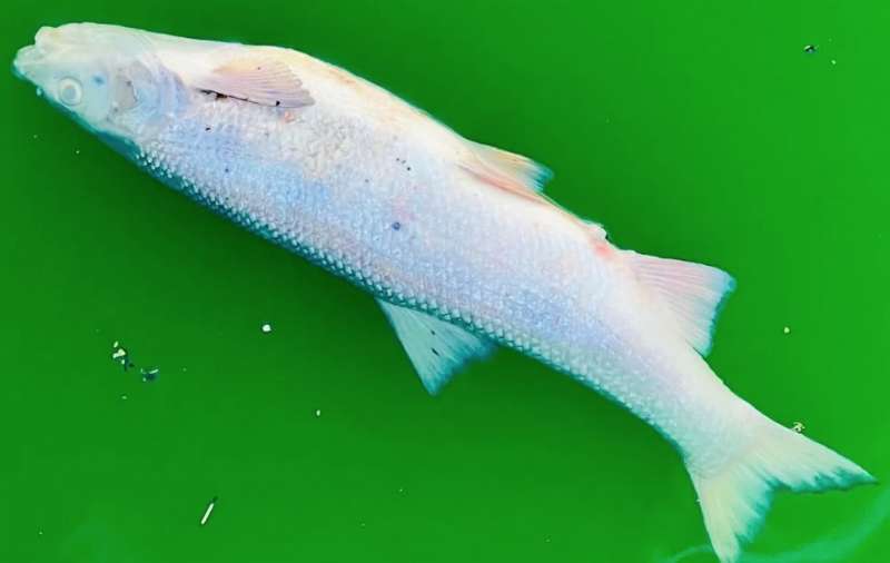 animalisti uccidono i pesci a colmar con il colorante nel fiume 4