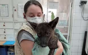 dogxim - incrocio tra cane e volpe scoperto in brasile