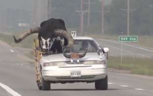 toro viaggia in auto in nebraska