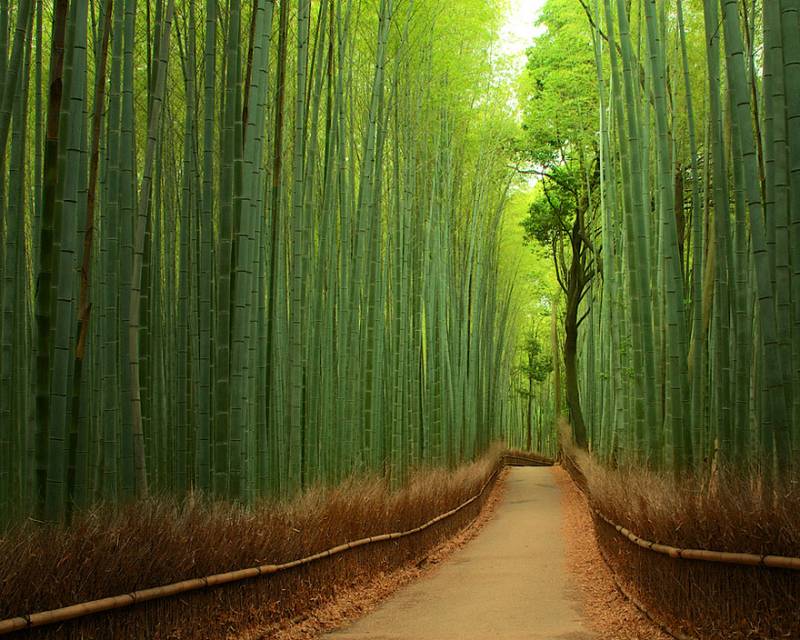 sentiero di bambu?? a kyoto, giappone