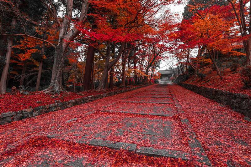 sentiero in autunno a kyoto, giappone