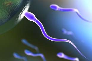 spermatozoi 1