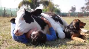 cow hugging abbracciare le mucche 6