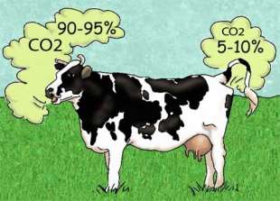 le emissioni delle mucche