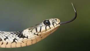 serpente 1