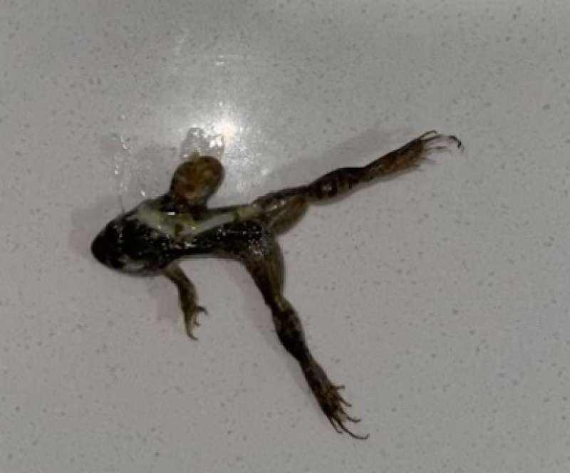 rana morta negli spinaci in australia 5