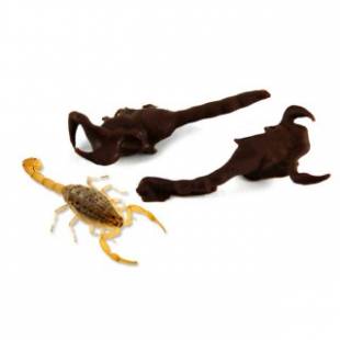 scorpioni ricoperti di cioccolato fondente